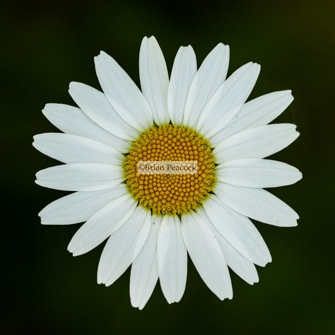 "Oxeye Daisy" stock image