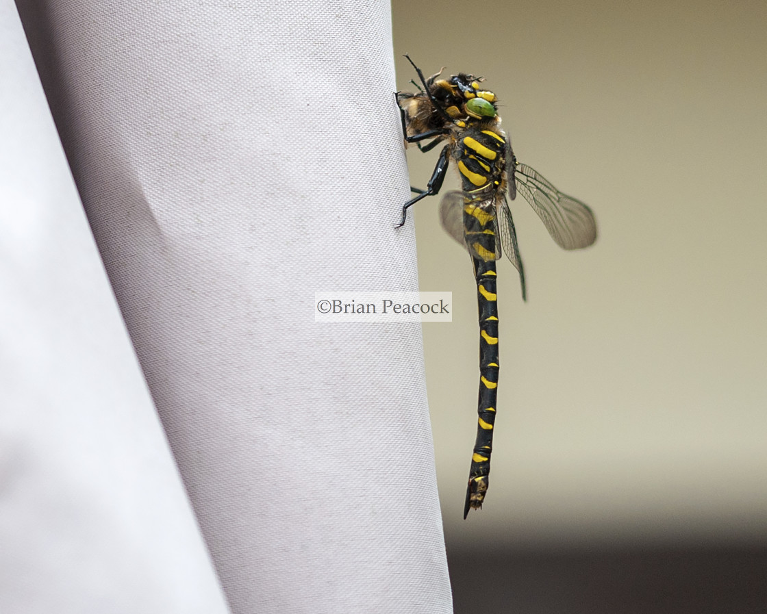 "A golden-ringed dragonfly eating a bee" stock image