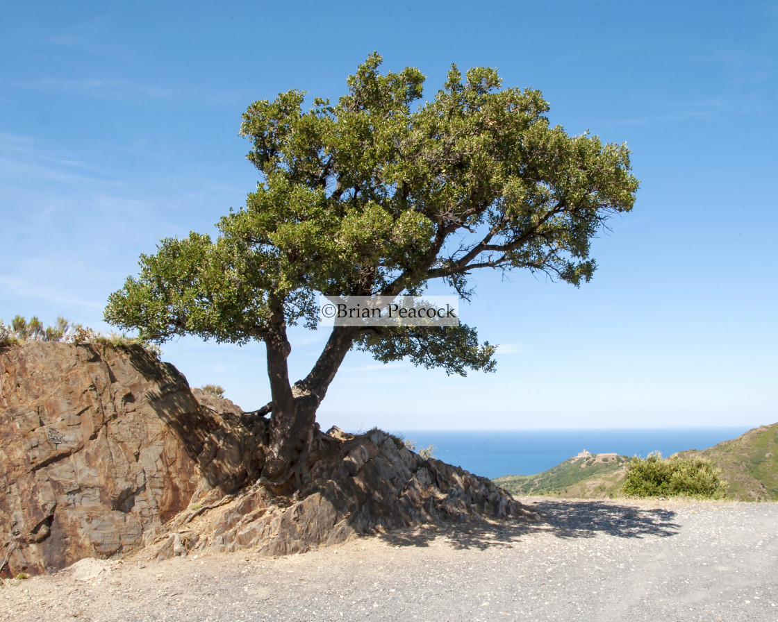 "Lone tree clinging to a rock" stock image