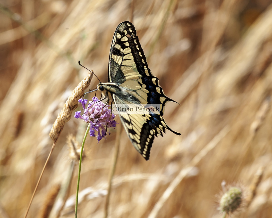 "Swallowtail butterfly" stock image