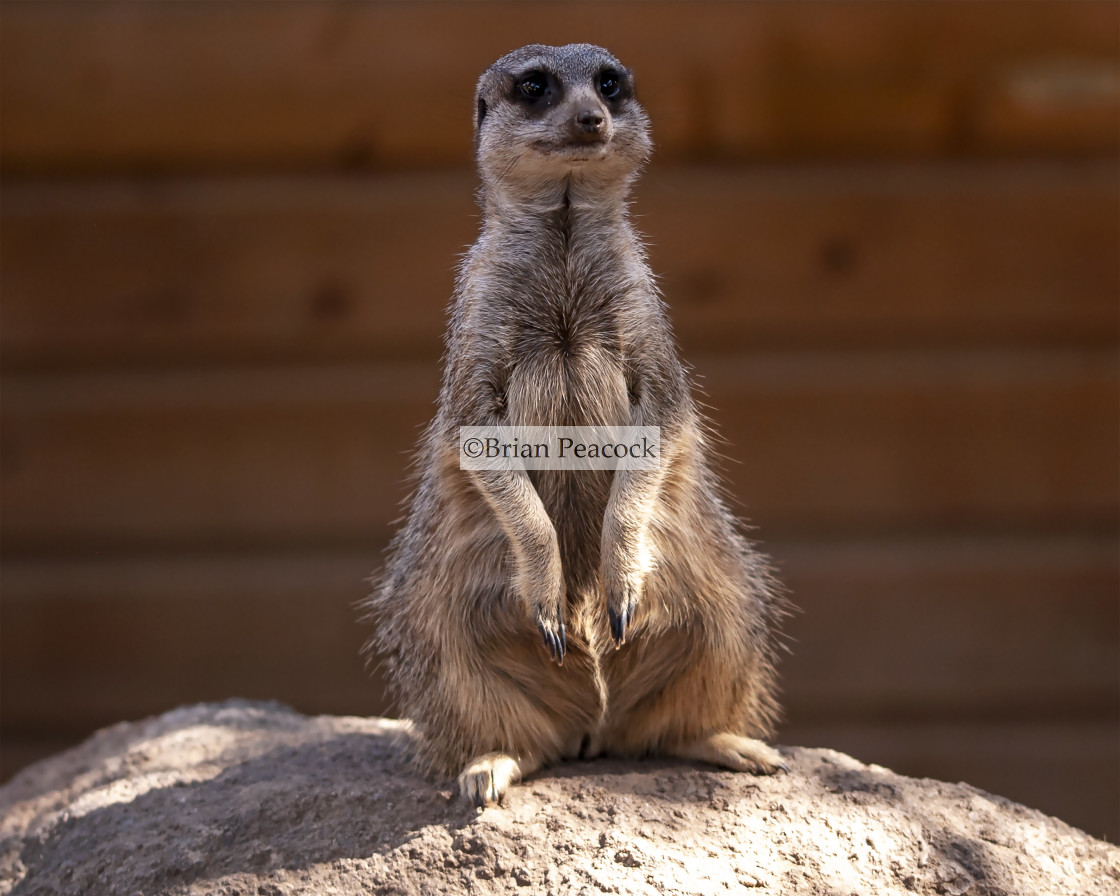 "Meercat portrait" stock image