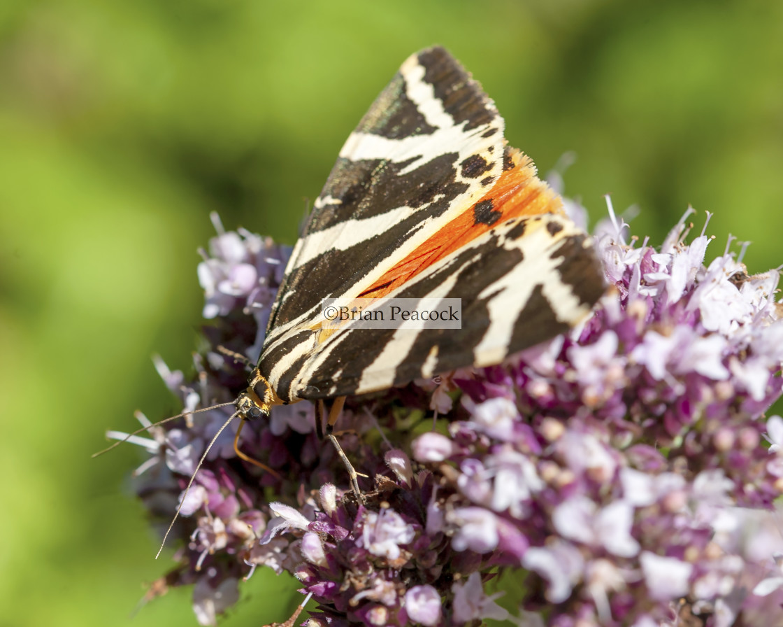 "Jersey Tiger Moth" stock image