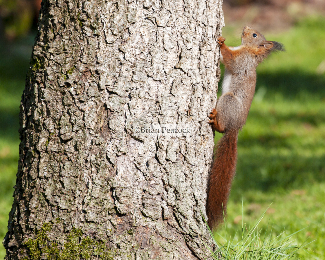 "Young Red Squirrel" stock image