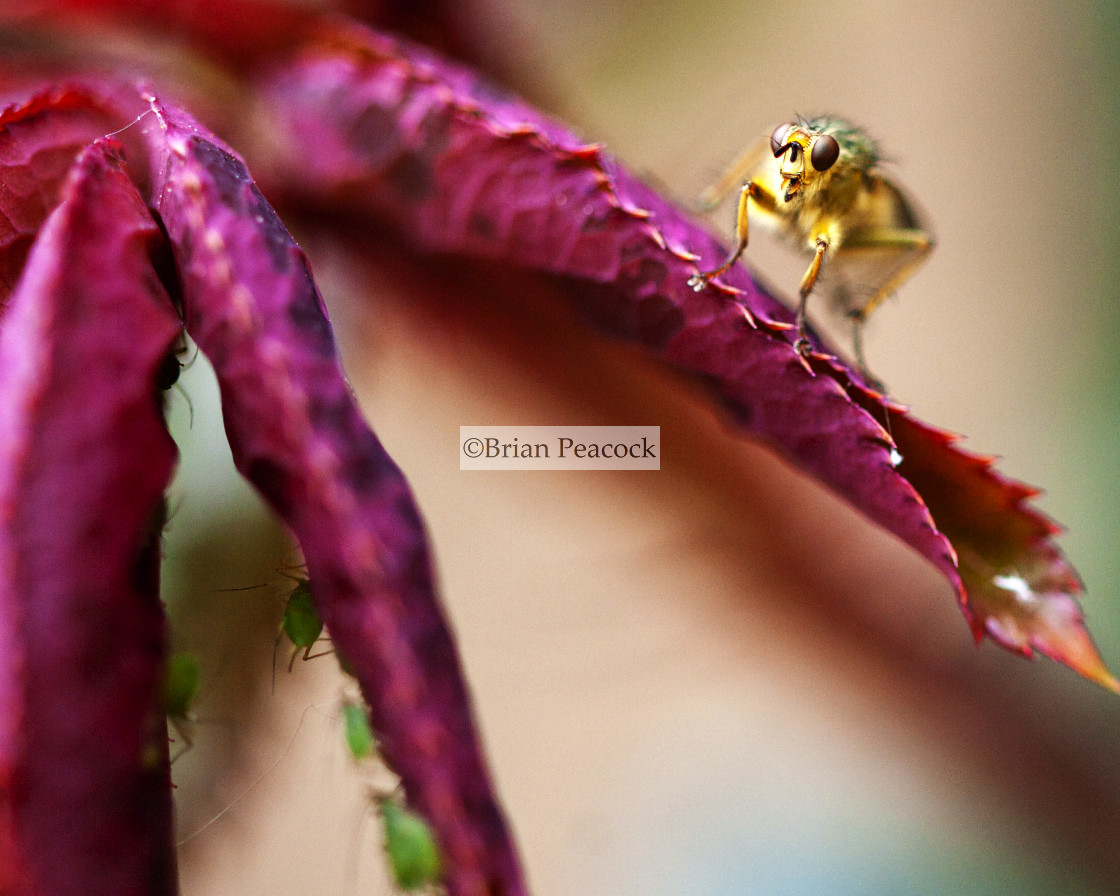 "Robber fly awaits dinner" stock image