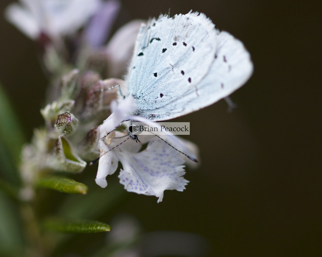 "The Small Blue Butterfly" stock image