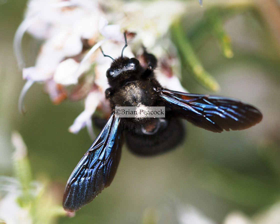 "The Carpenter Bee" stock image