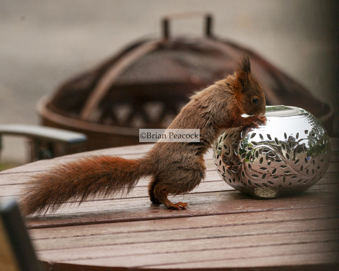 "Red Squirrel" stock image