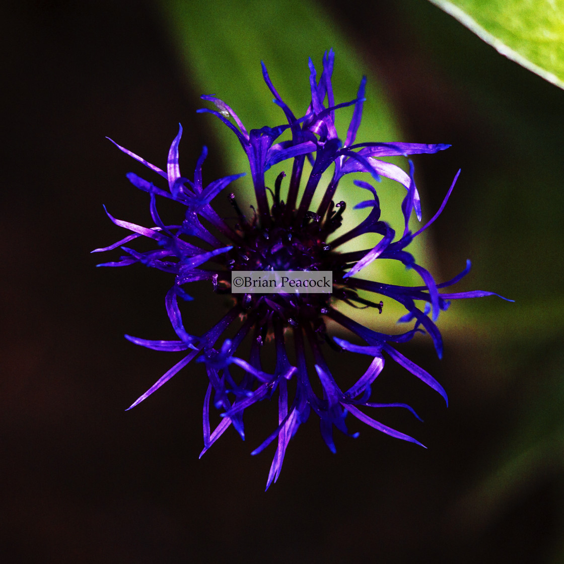 "Cornflower or bachelor's button (Centaurea cyanus)" stock image