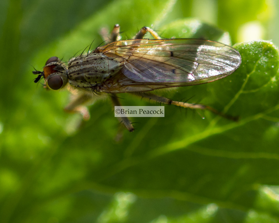 "Robber fly, AKA Assasin fly" stock image