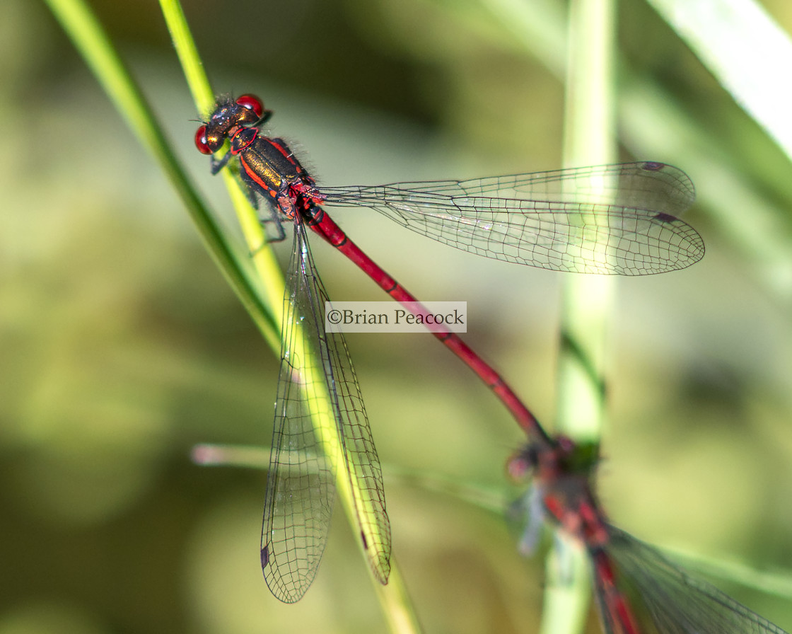 "Large Red Damselfly" stock image