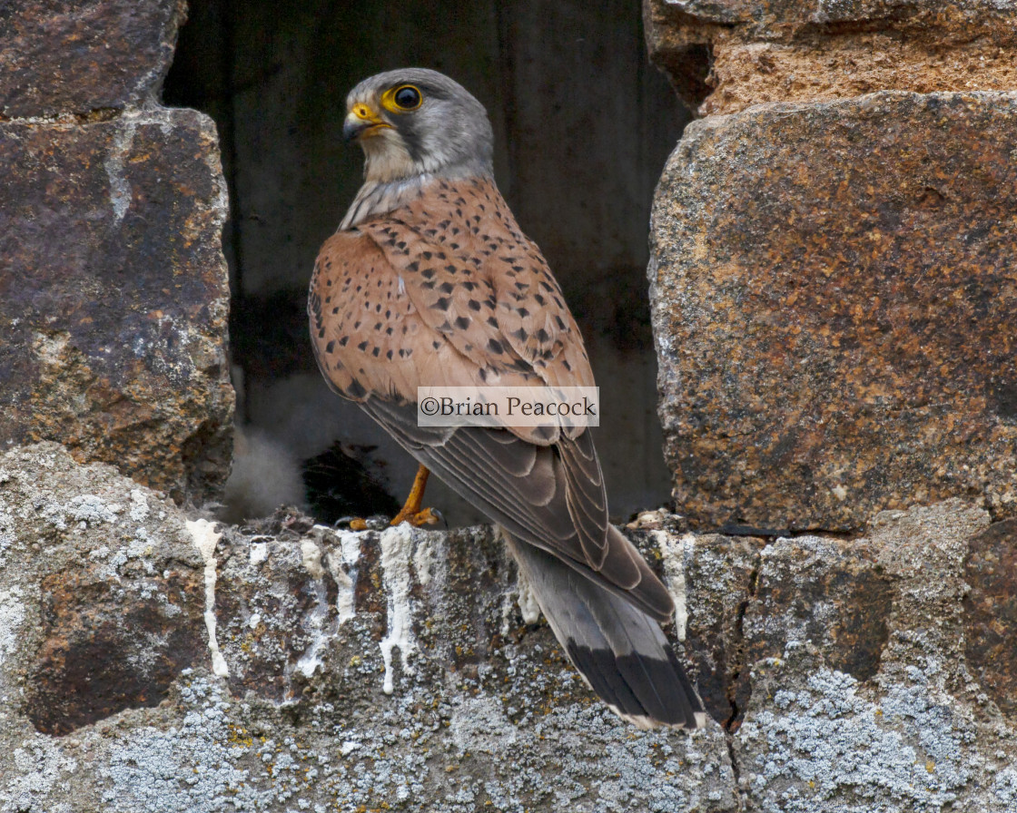 "kESTREL" stock image