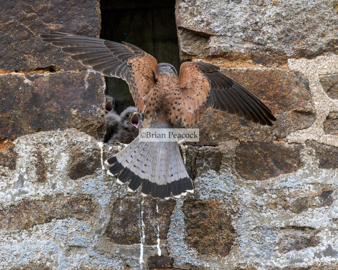 "Kestrel landing with food" stock image