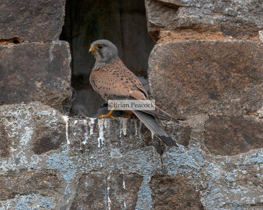 "Kestrel having a look around" stock image