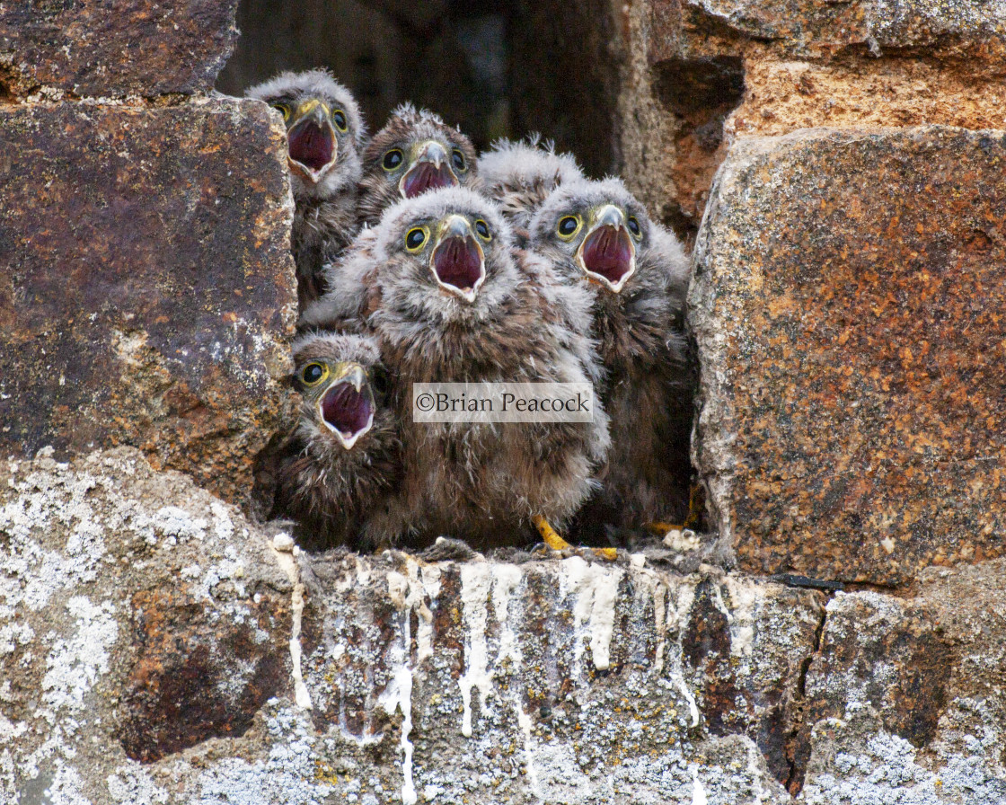 "Five Kestrel chicks" stock image