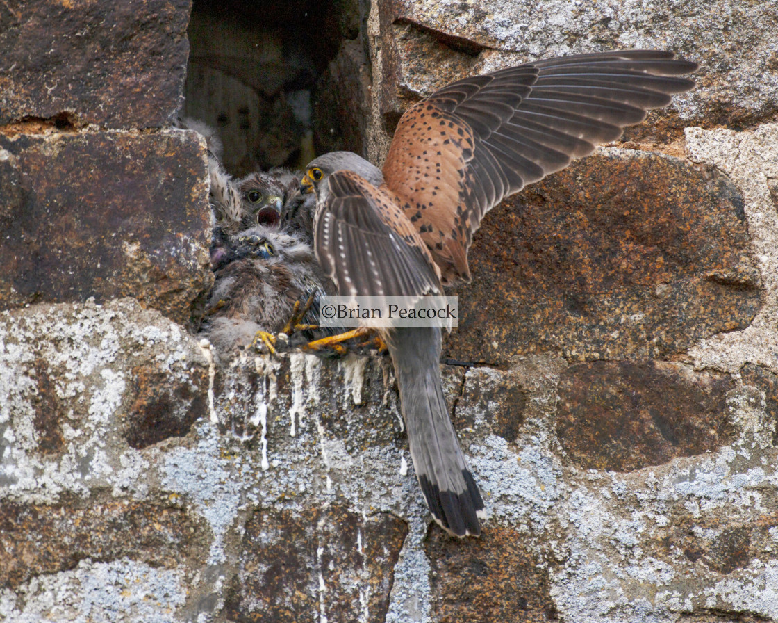 "Kestrel flying delivery" stock image