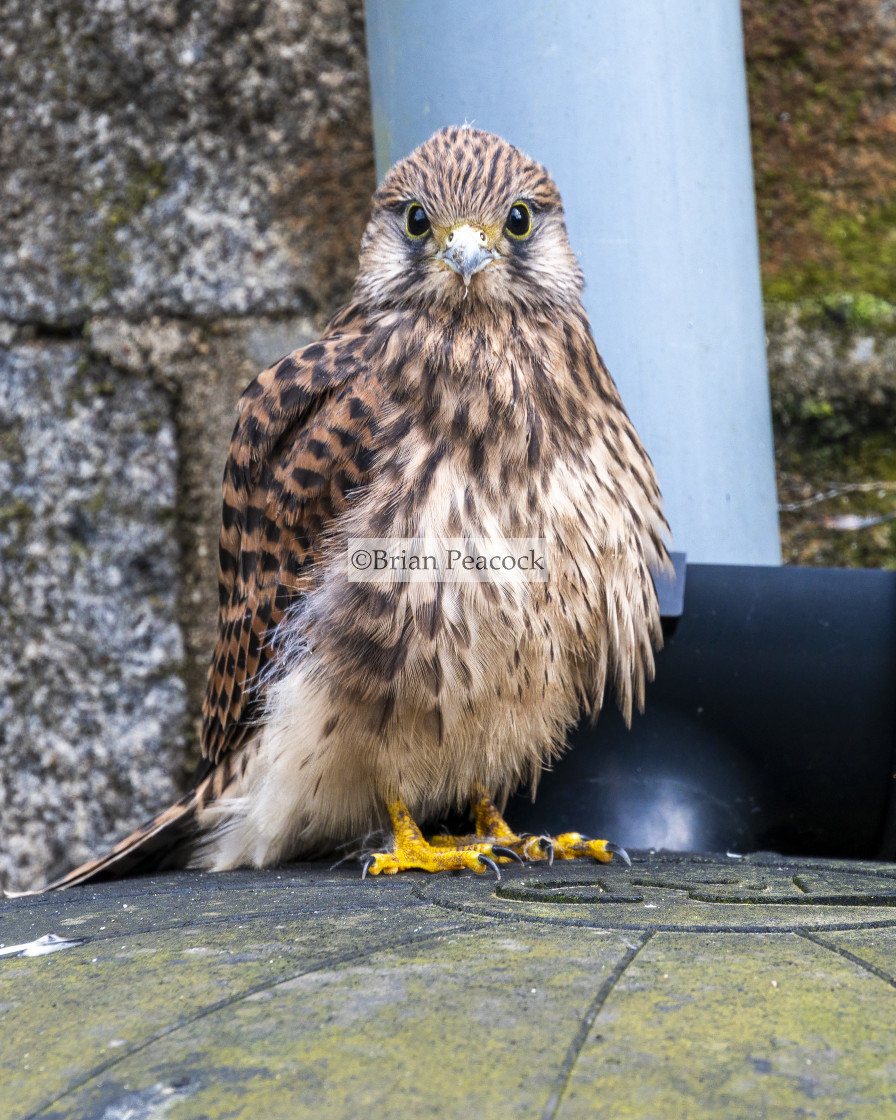 "Kestrel chick taking a rest" stock image