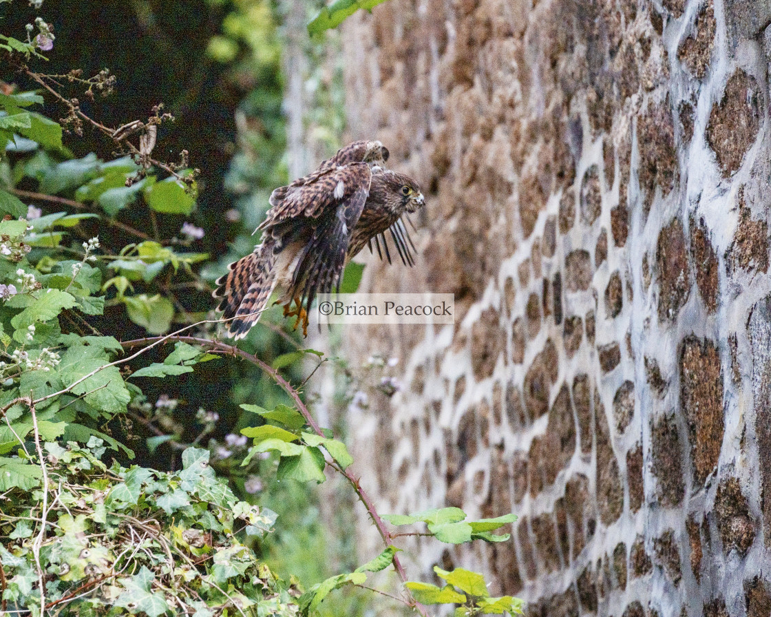 "Young Kestrel - early flight" stock image