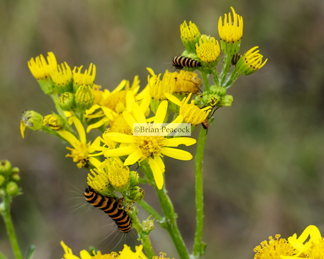 "Cinnabar moth" stock image