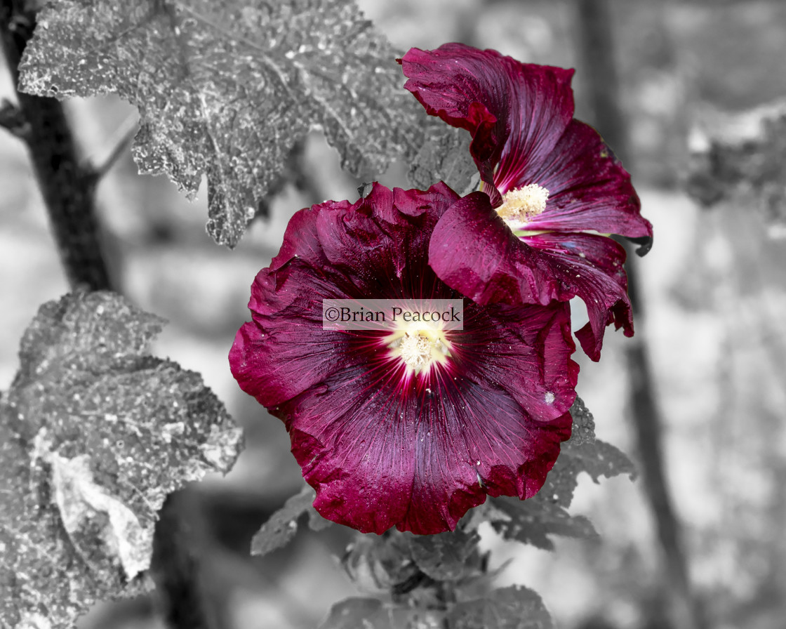 "Foxglove flower" stock image