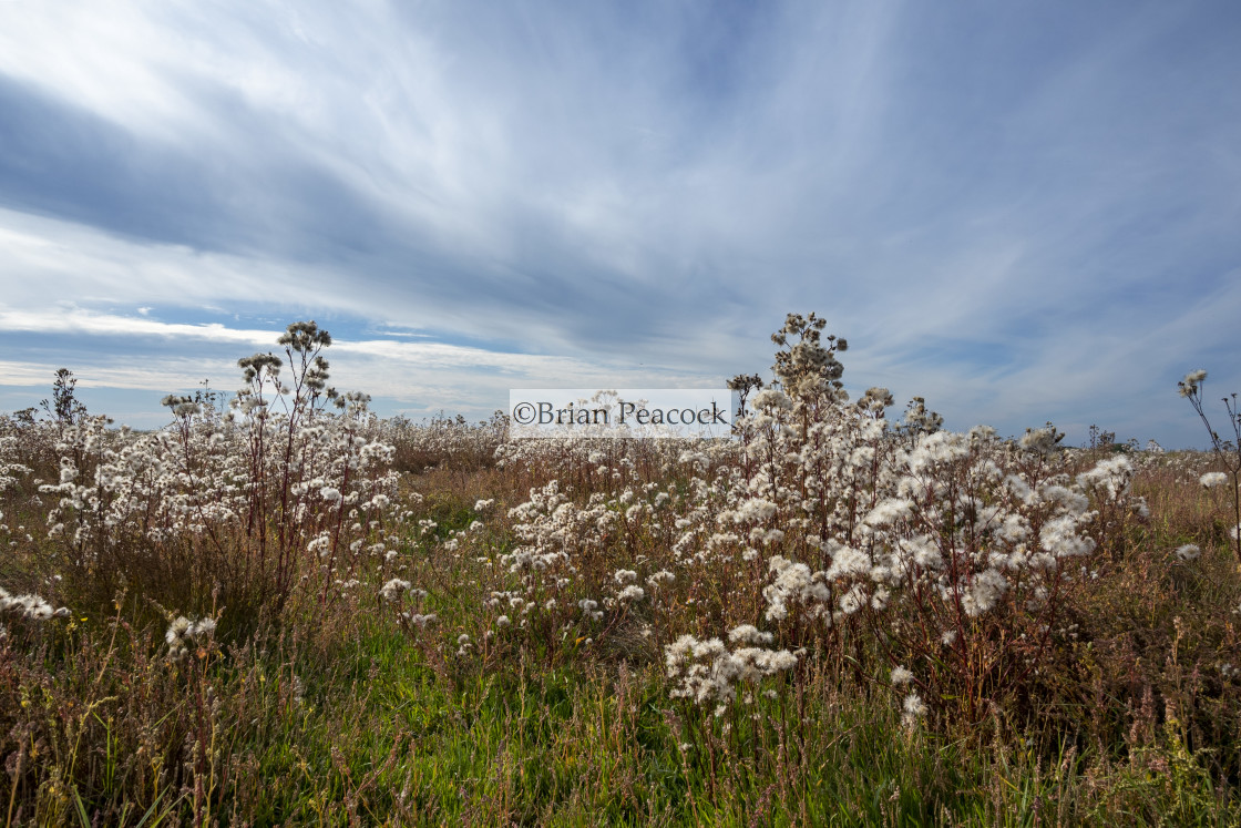 "Autumn coastal marsh" stock image