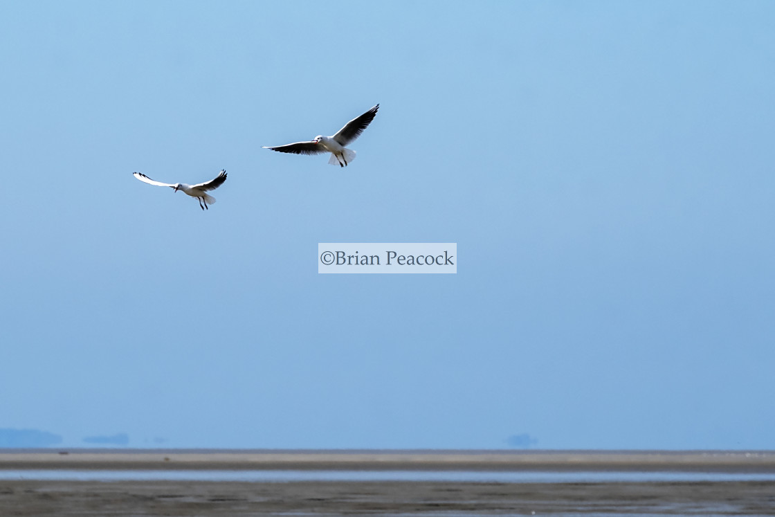 "Seabirds" stock image