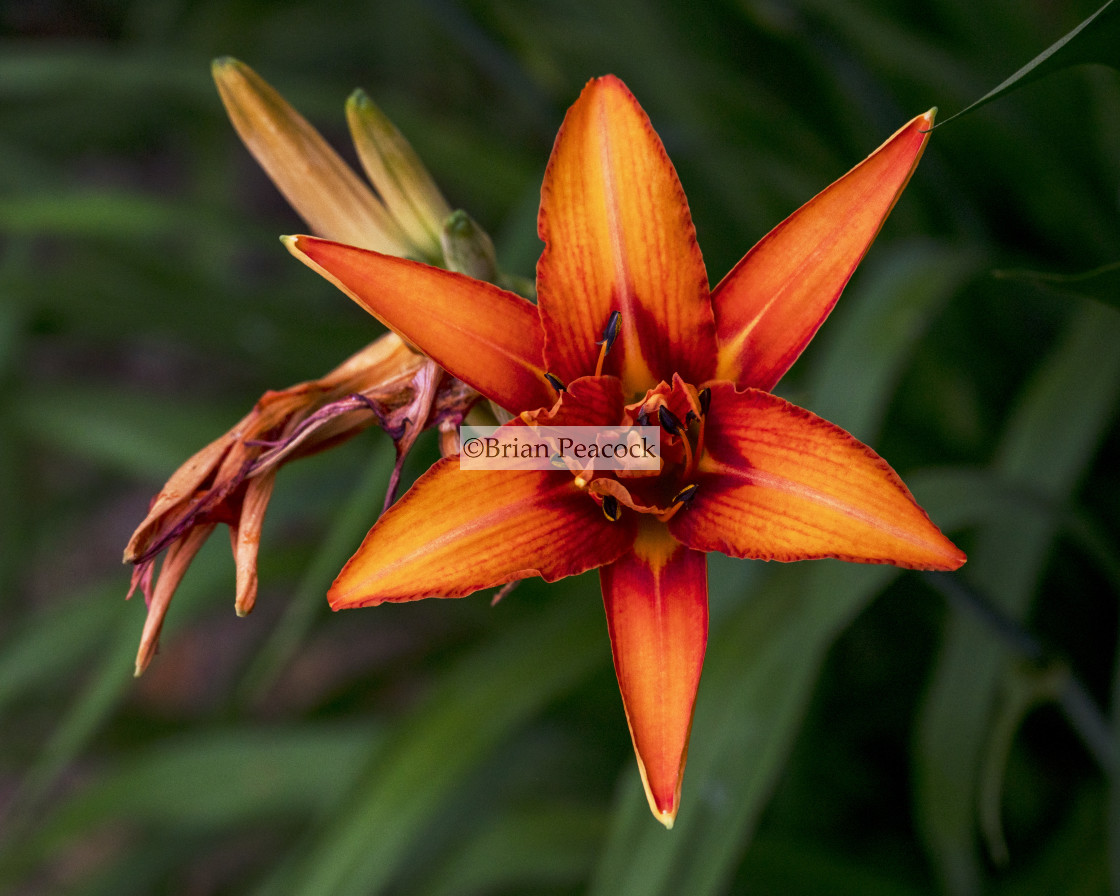 "Flower" stock image