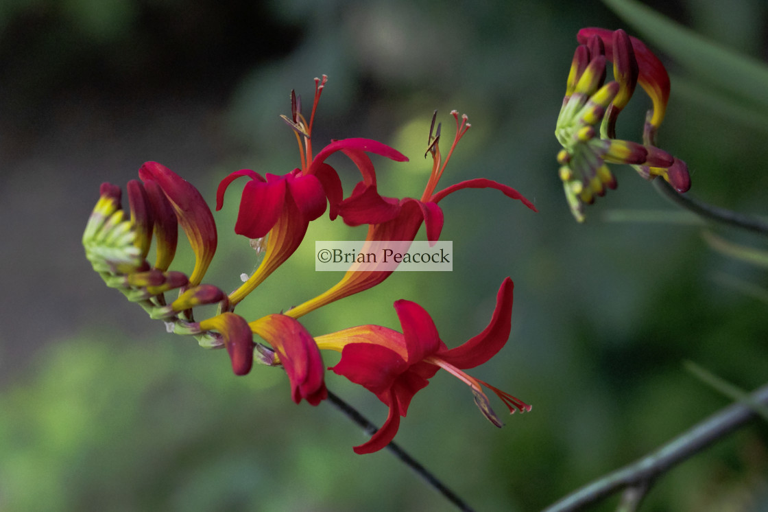 "Montbretia" stock image