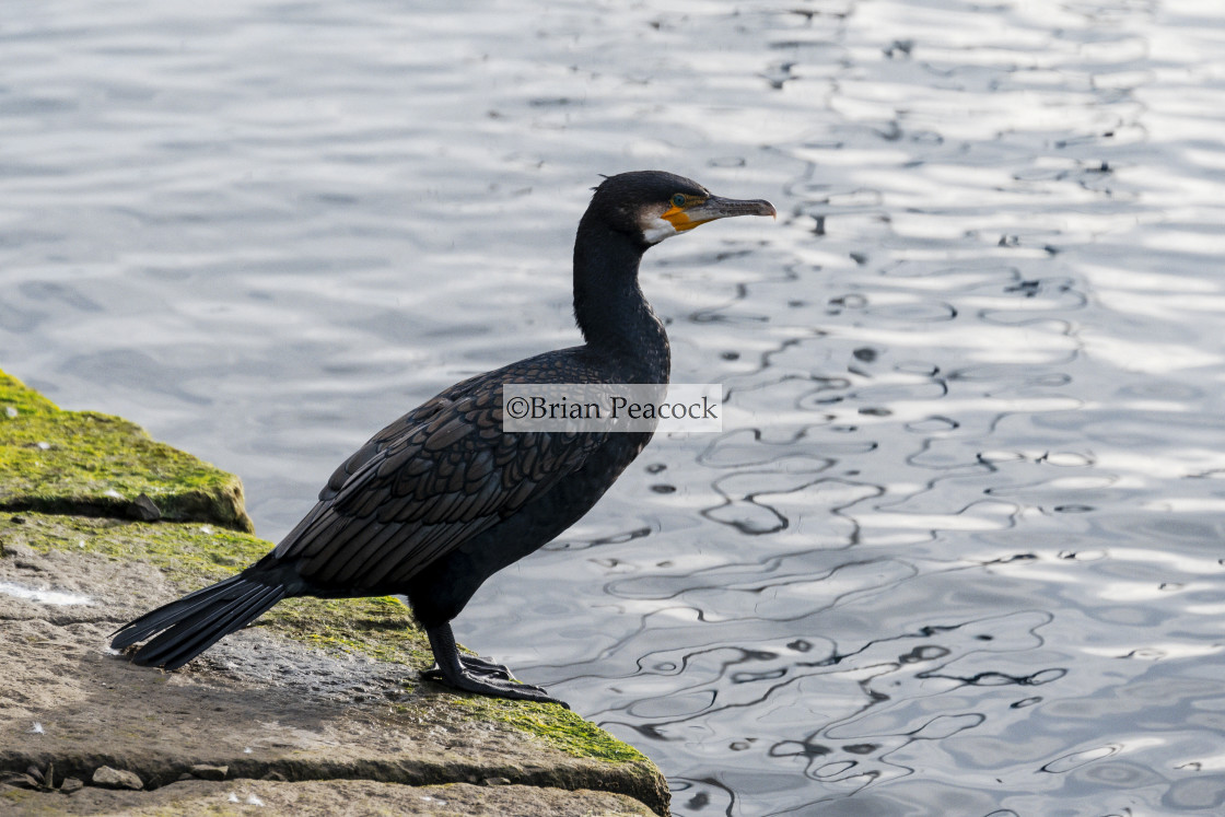 "Cormorant" stock image