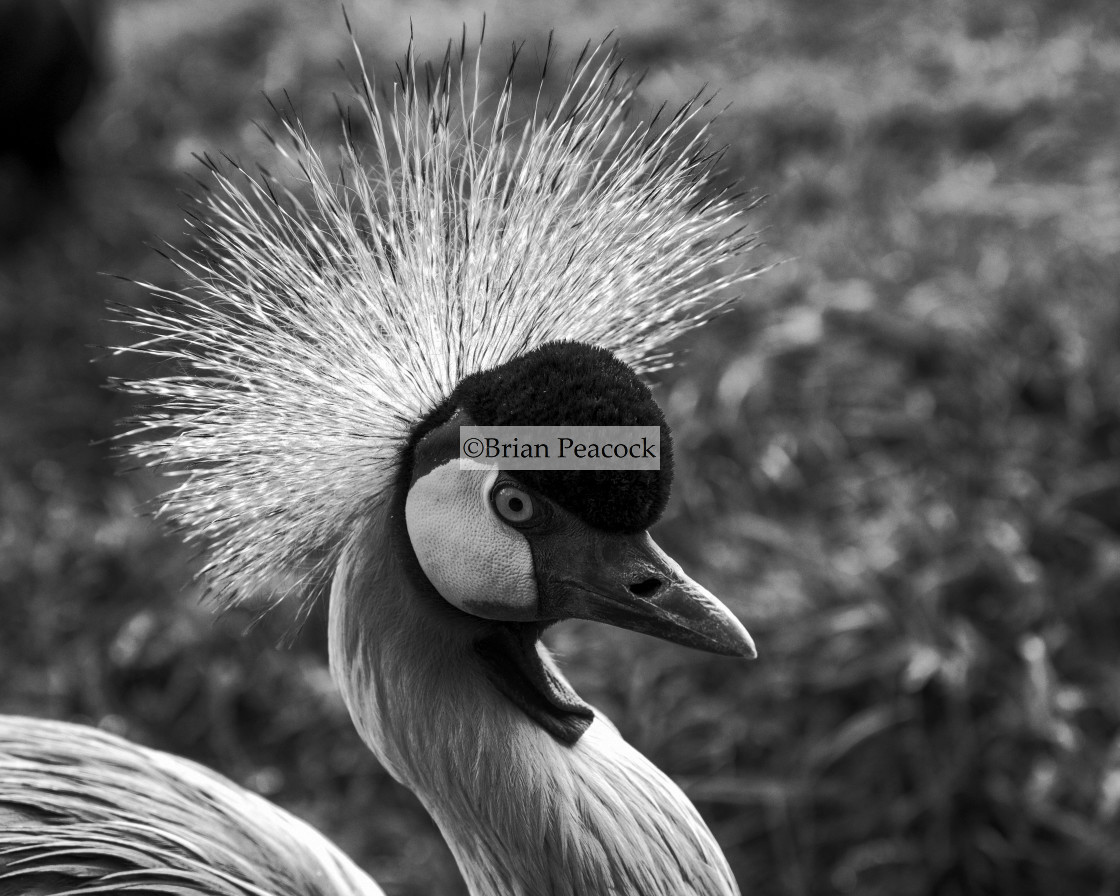 "Grey-Crowned Crane" stock image