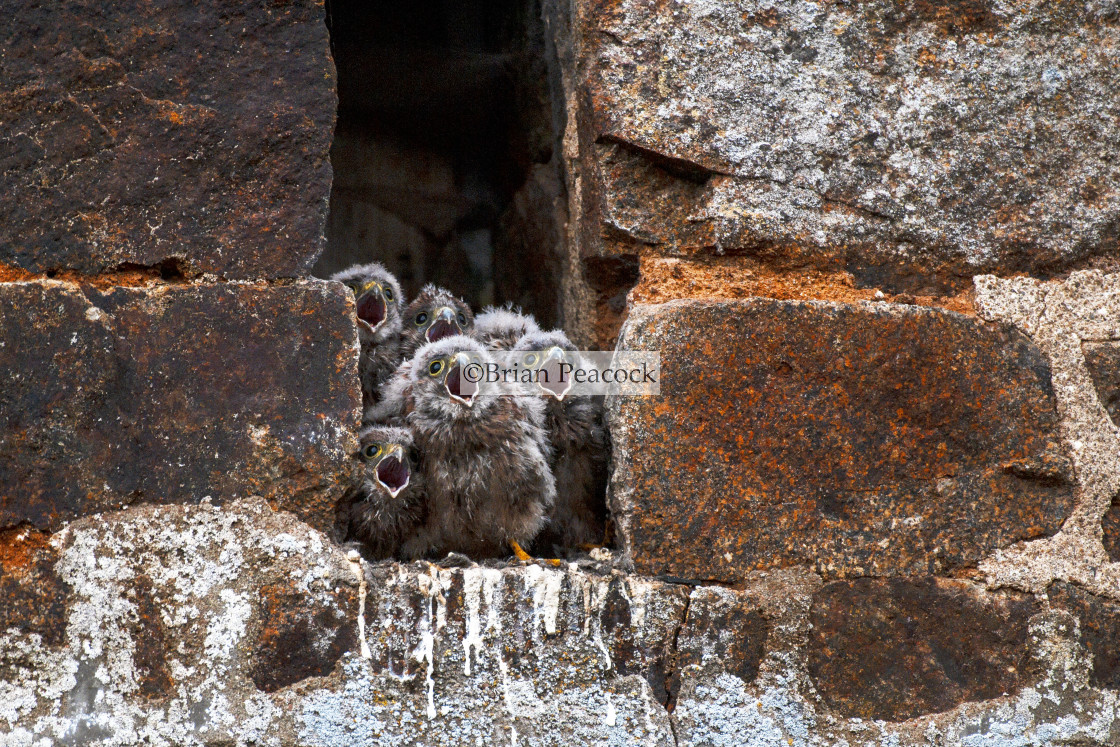 "Kestrel Chicks" stock image