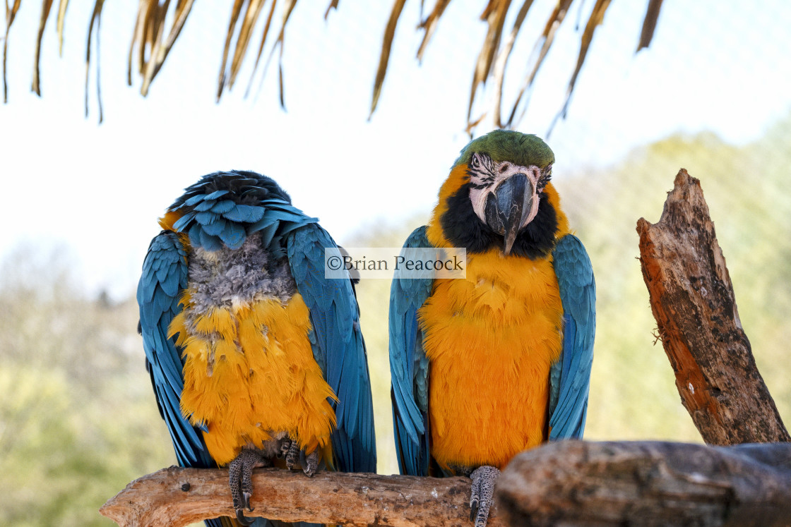 "Blue and gold Macaw" stock image