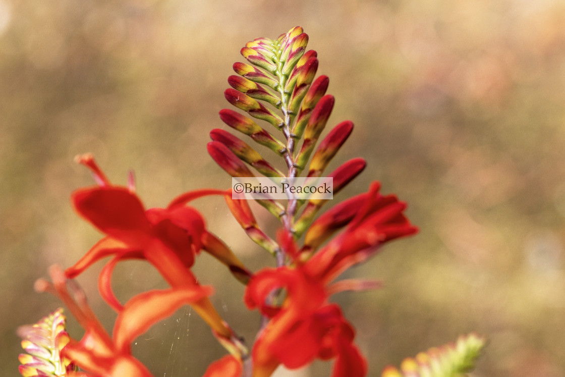 "Montbretia" stock image