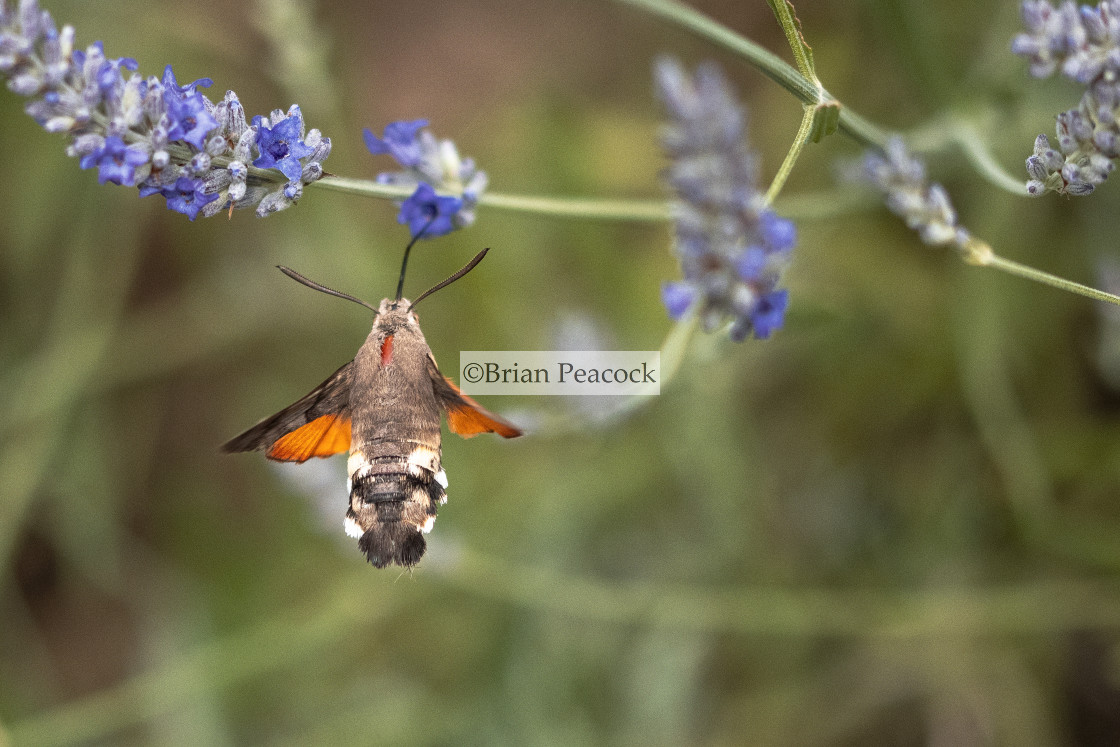 "Hummingbird Hawk Moth" stock image