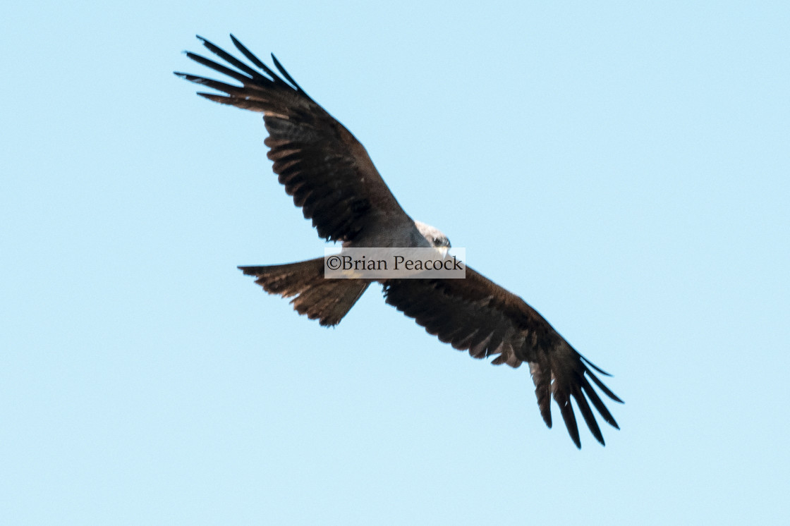 "A Red Kite in the French Mountains" stock image