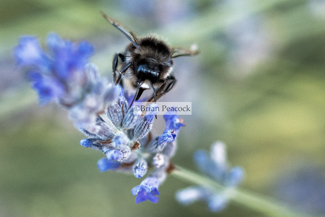 "A bee on Lavender" stock image