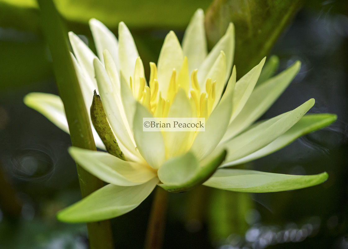 "Water lily in shade" stock image