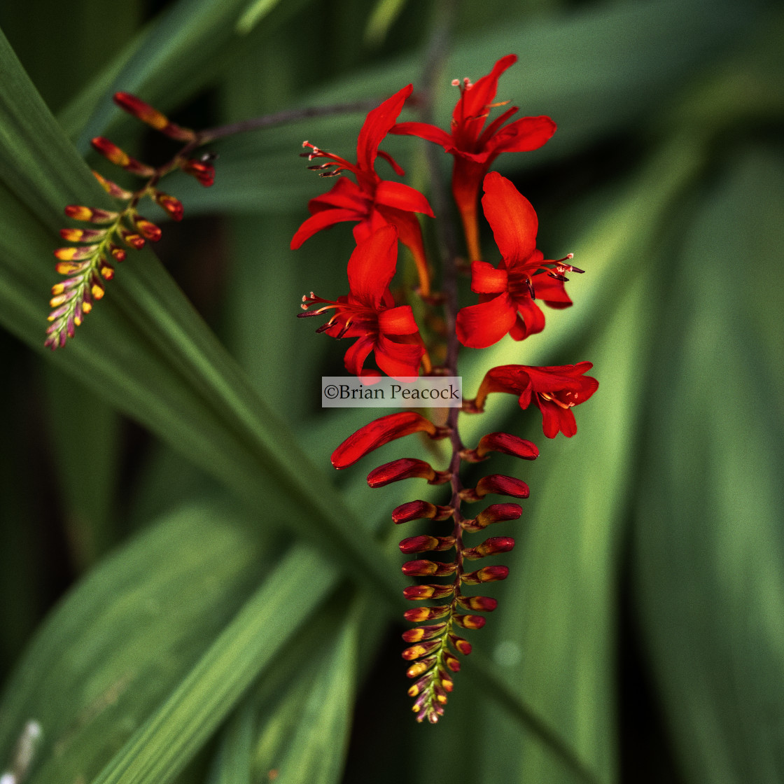 "Montbretia Crocosmia x crocosmiiflora" stock image