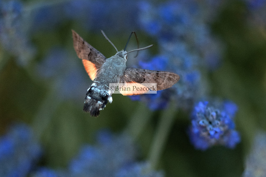 "Hummingbird hawk-moth" stock image