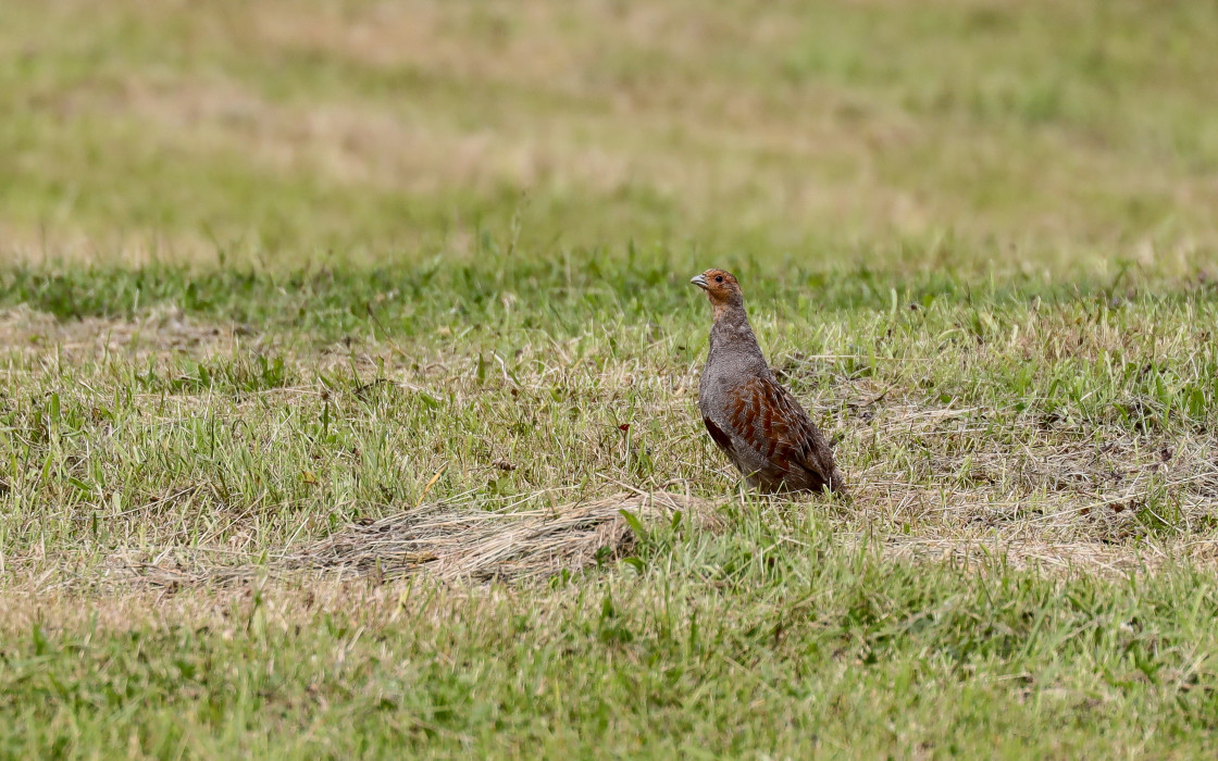 "Grey Partridge" stock image