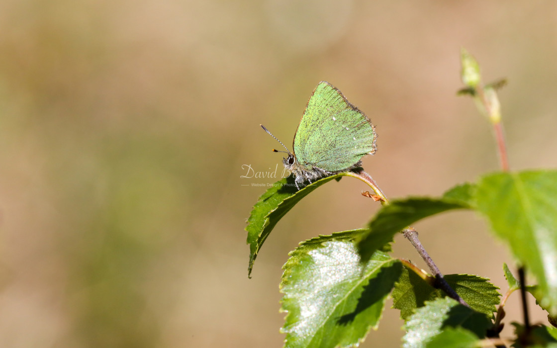 "Green Hairstreak" stock image