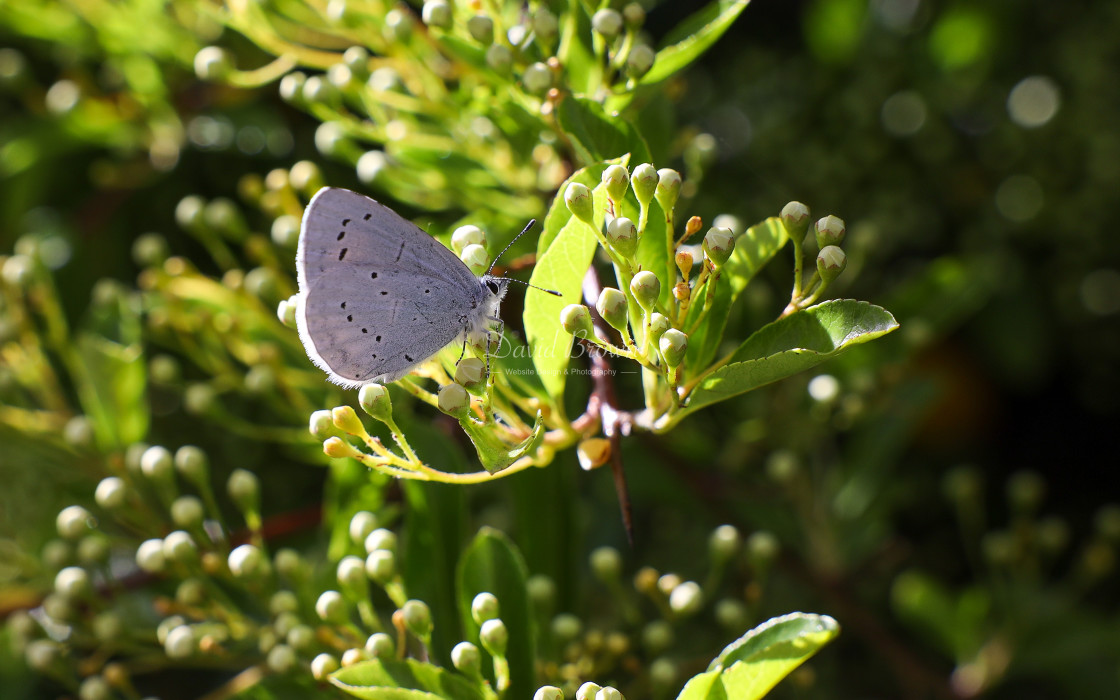 "Holly Blue" stock image