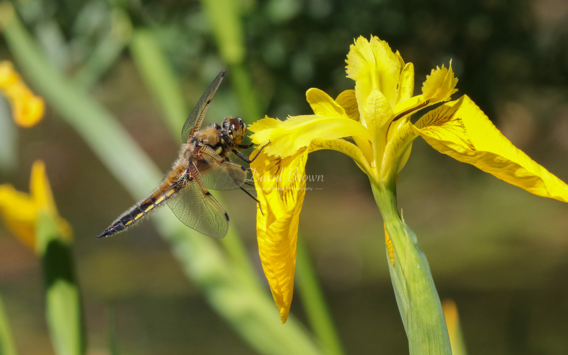 "Four-spotted Chaser" stock image