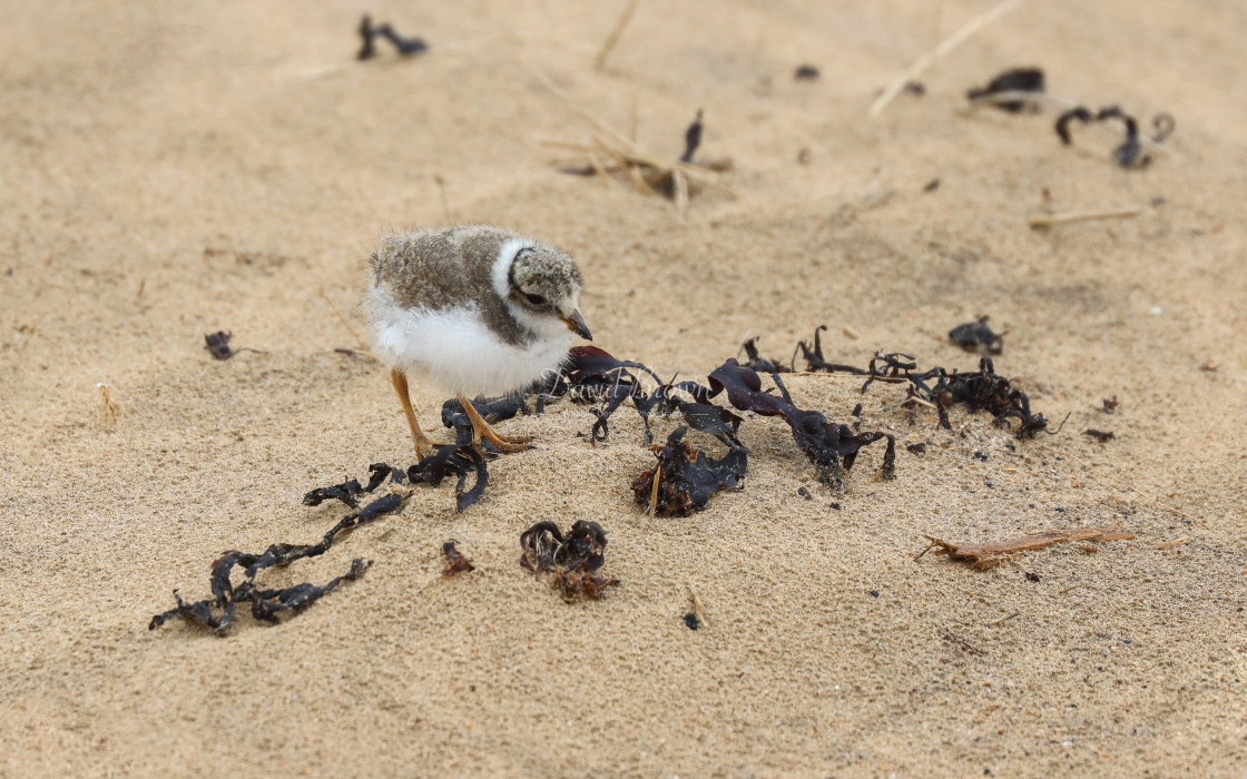 "Ringed Plover" stock image