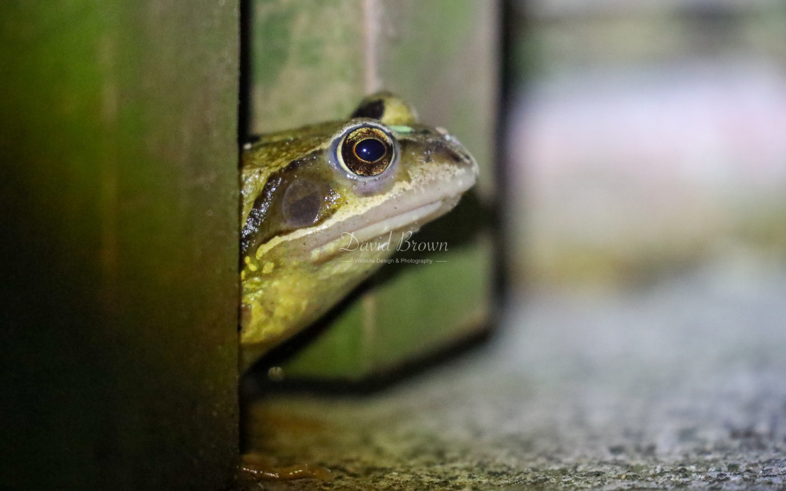 "Common Frog" stock image