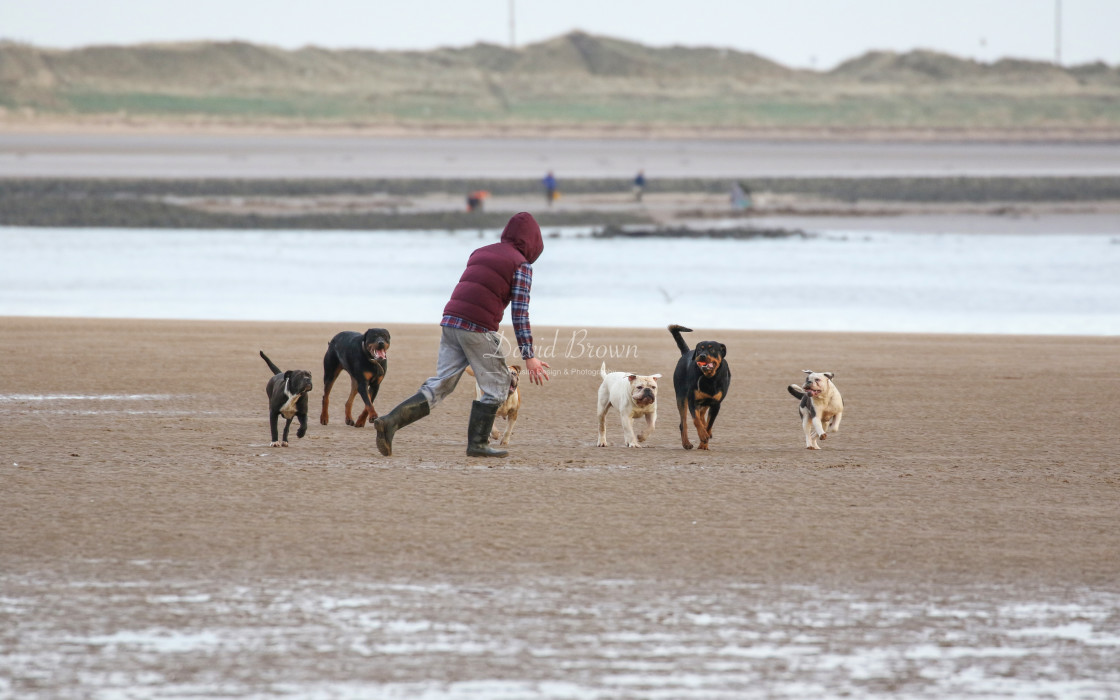 "Dog walking at the coast" stock image