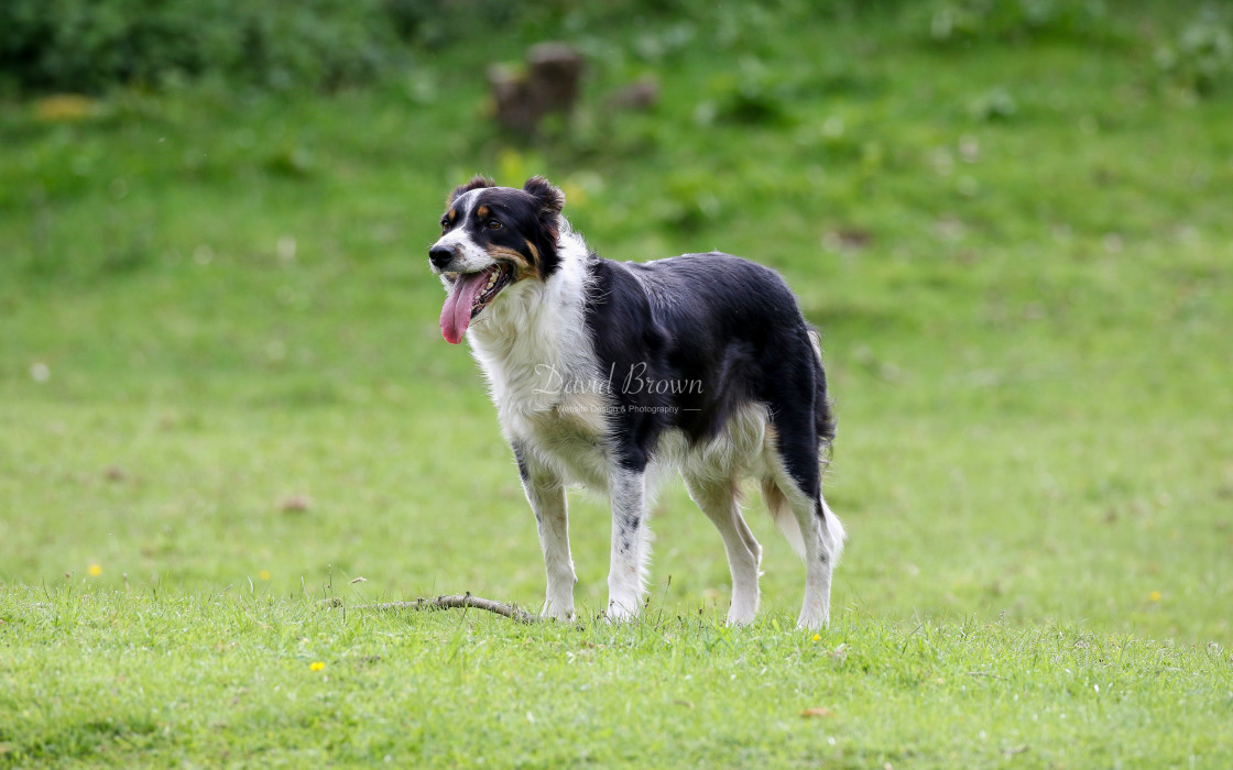 "Collie" stock image