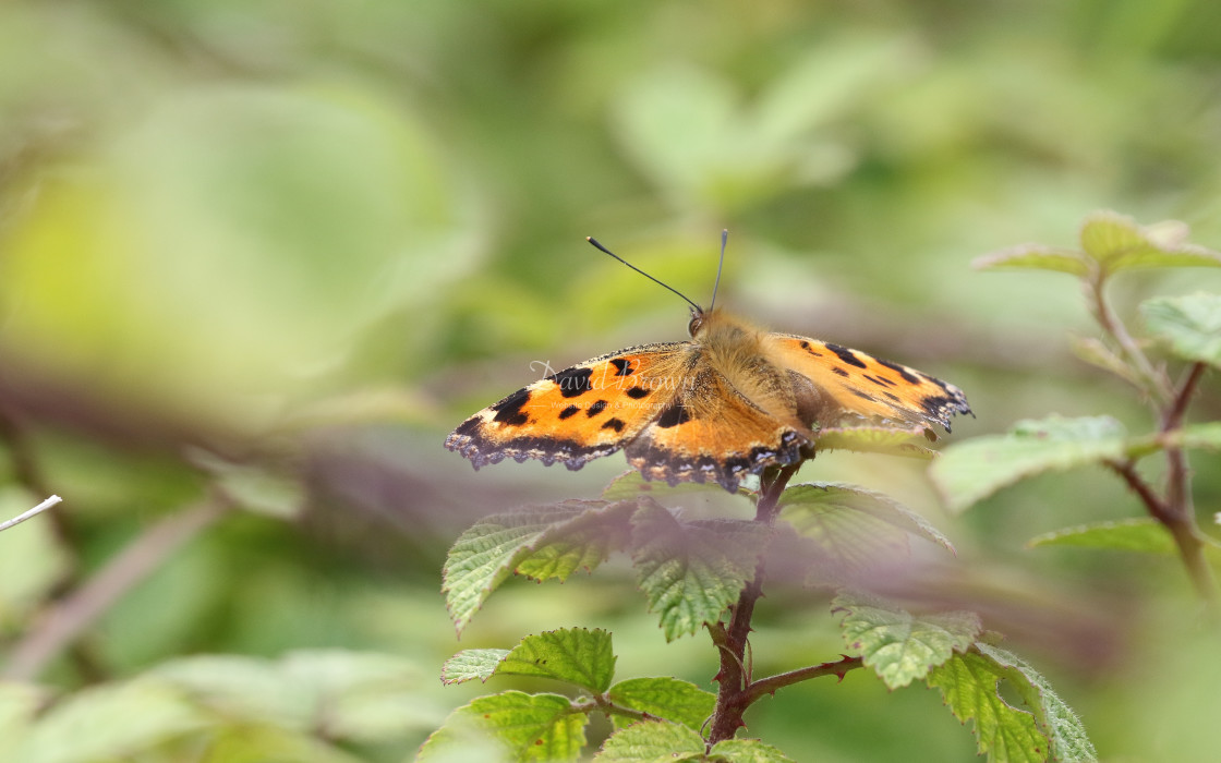 "Large Tortoiseshell" stock image