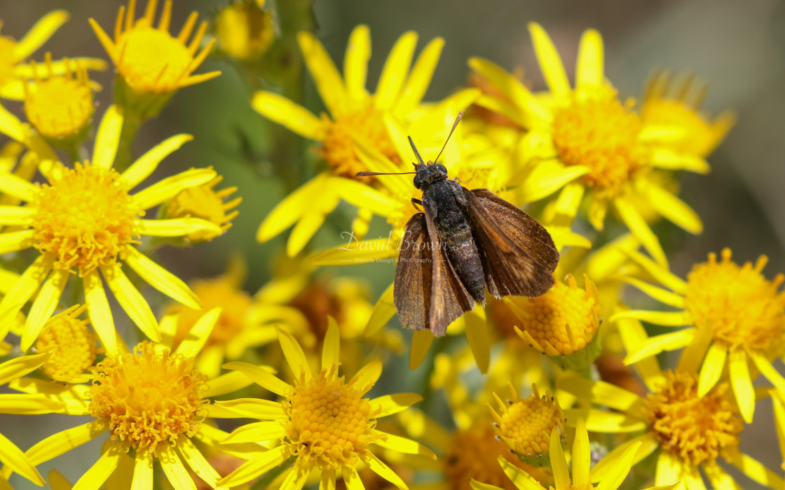 "Lulworth Skipper" stock image