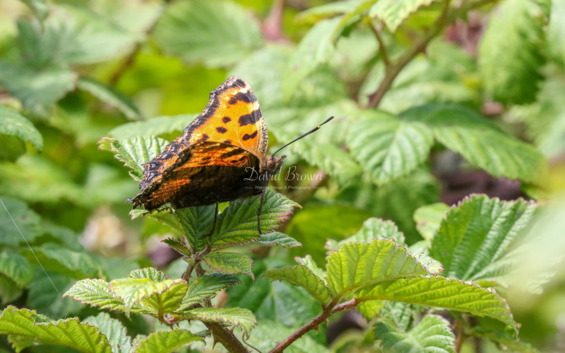 "Large Tortoiseshell" stock image