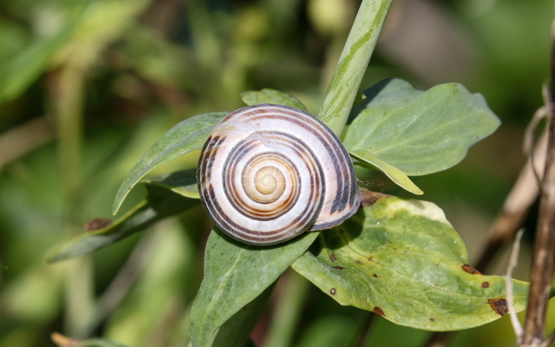 "Brown-lipped Snail" stock image